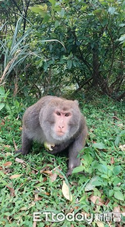 ▲獼猴危坐馬路啃芭樂！　暖男哄騙進草叢...牠「禮貌報恩」驚呆網。（圖／網友陳先生提供）