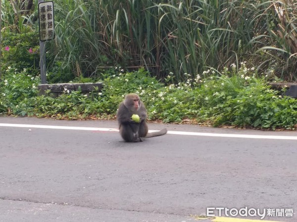 ▲獼猴危坐馬路啃芭樂！　暖男哄騙進草叢...牠「禮貌報恩」驚呆網。（圖／網友陳先生提供）