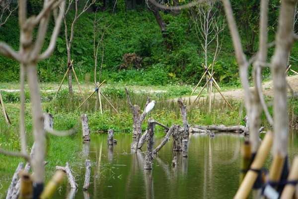 ▲永春陂濕地公園。（圖／大地處提供）