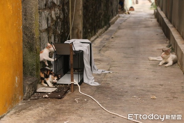 ▲▼ 台灣之心愛護動物協會自2015年開始，針對流浪貓的問題，成立「夜貓志工隊」，執行TNvR，從源頭減量，減緩與人類及野生動物的衝突。（圖／台灣之心愛護動物協會提供）