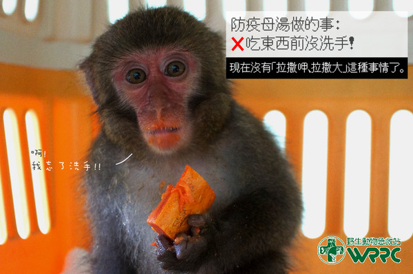 ▲野生動物示範防疫NG行為　小石虎「瞪眼咧嘴」演出氣噗噗奧客。（圖／翻攝自Facebook／野生動物急救站）