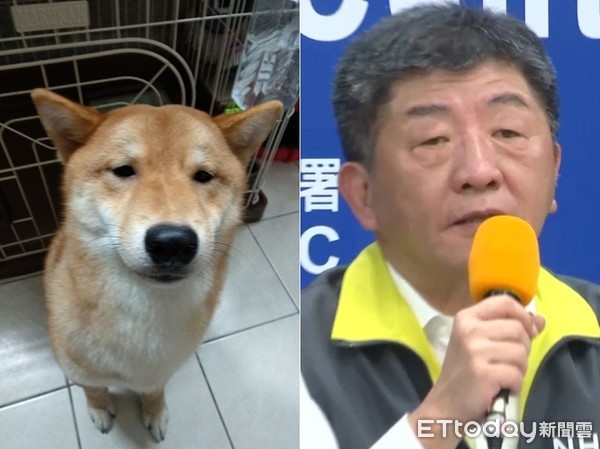 ▲▼單眼皮柴犬撞臉陳時中。（圖／網友張先生授權提供）