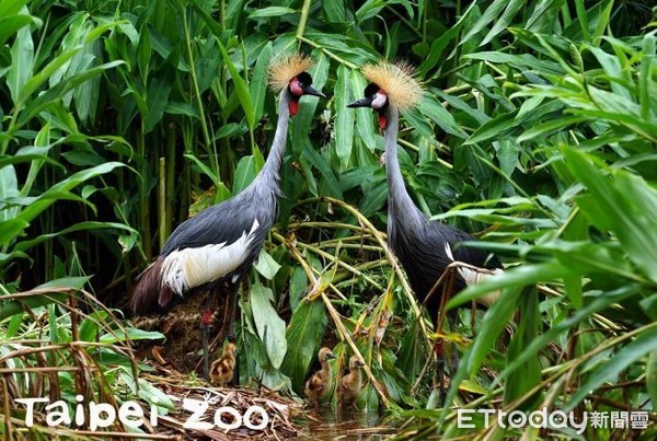 ▲灰頸冠鶴。（圖／臺北市立動物園提供）