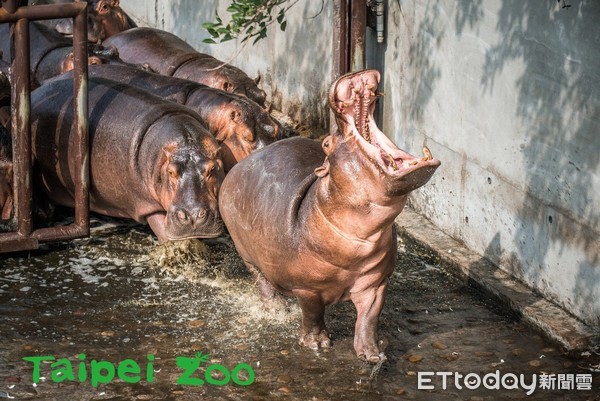 ▲吆喝一聲「吃飯囉」羊群軍團秒集合　保育員張天勇還喝過犀牛奶。（圖／臺北市立動物園提供）