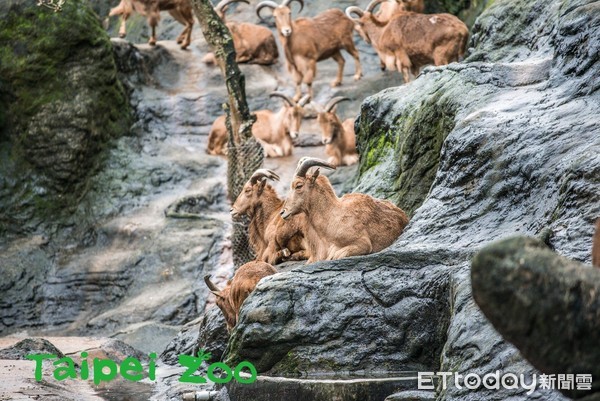 ▲吆喝一聲「吃飯囉」羊群軍團秒集合　保育員張天勇還喝過犀牛奶。（圖／臺北市立動物園提供）