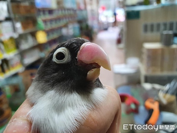 ▲鳥寶「上喙光速生長」險插脖　新竹老字號鳥店神手一修還牠帥樣。（圖／T.C. Peng提供，請勿隨意翻拍，以免侵權）