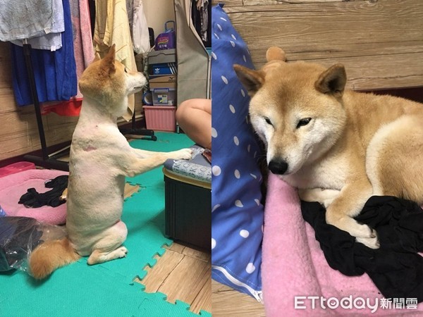 ▲▼東森寵物雲苑裡店開幕。（圖／記者陳靜攝）