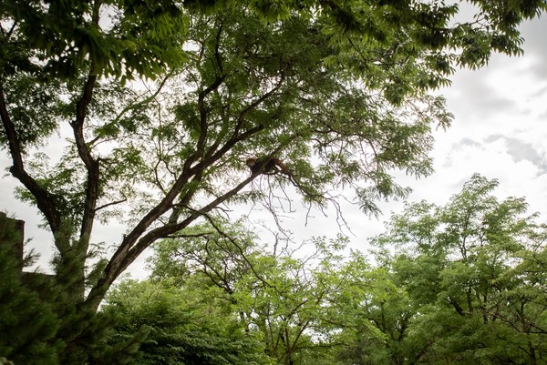 ▲▼哥倫布動物園小貓熊媽媽翹家。（圖／翻攝自臉書／Columbus Zoo and Aquarium）