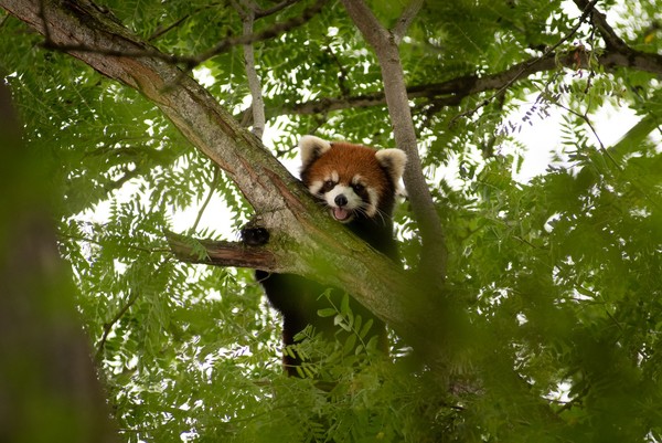 ▲▼哥倫布動物園小貓熊媽媽翹家。（圖／翻攝自臉書／Columbus Zoo and Aquarium）