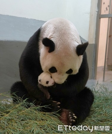 ▲圓仔妹賴媽懷裡撒嬌　「重磅來襲」43日齡2381公克。（圖／台北市動物園提供）