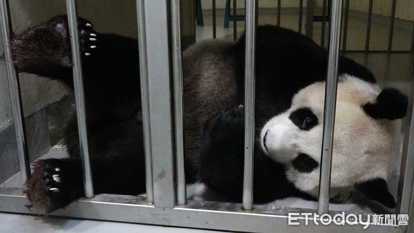 ▲圓仔妹賴媽懷裡撒嬌　「重磅來襲」43日齡2381公克。（圖／台北市動物園提供）