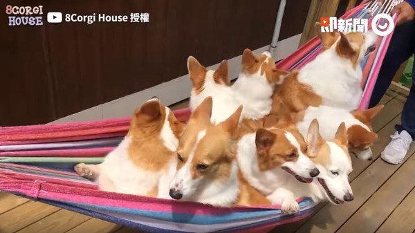 ▲▼8隻柯基。（圖／即新聞／8corgihouse授權提供）