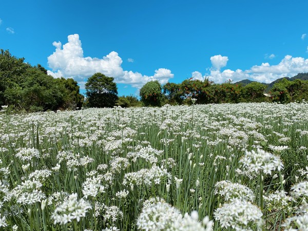 ▲大溪韭菜花田30日花況。（圖／網友kissmi_1230提供，請勿隨意翻拍，以免侵權）