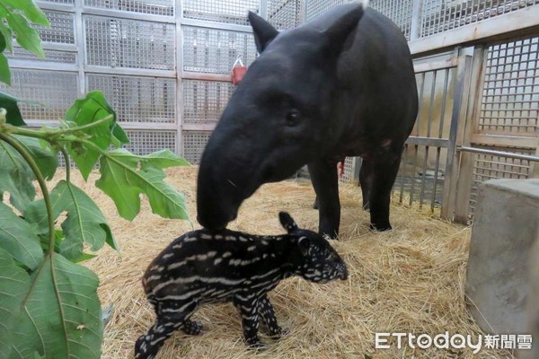 ▲▼馬來貘。（圖／台北市立動物園授權提供）