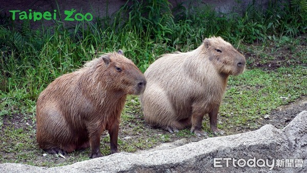 ▲▼水豚君。（圖／台北市立動物園授權提供）