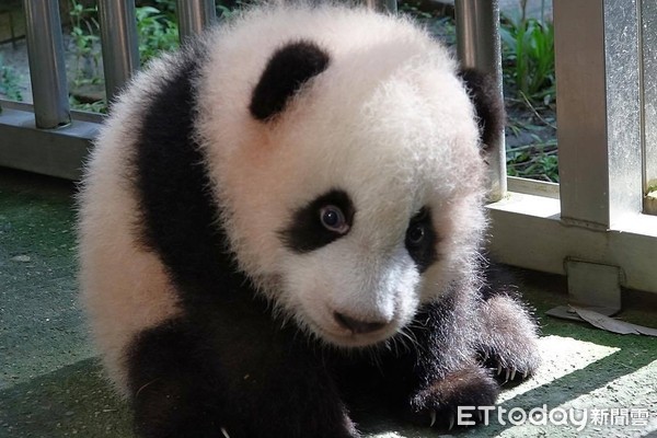 ▲圓寶開心享受日光浴。（圖／台北市立動物園提供）