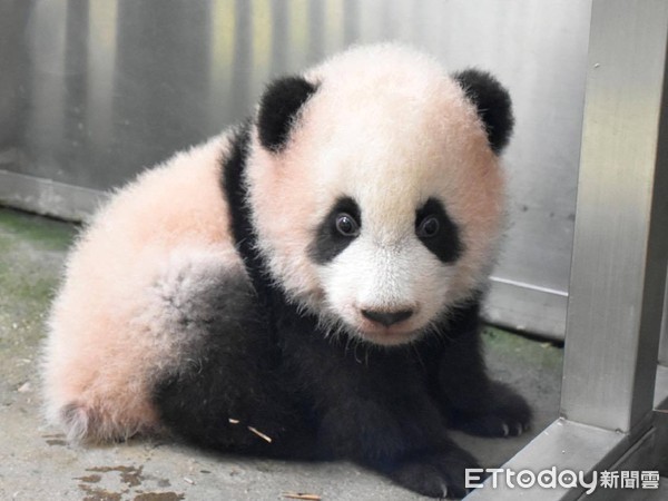 ▲在陽光底下「閃閃動人」的圓寶。（圖／台北市立動物園提供）