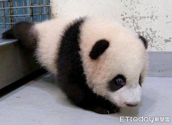 ▲即將滿4個月的圓寶已經會用四肢走路。（圖／台北市立動物園提供）