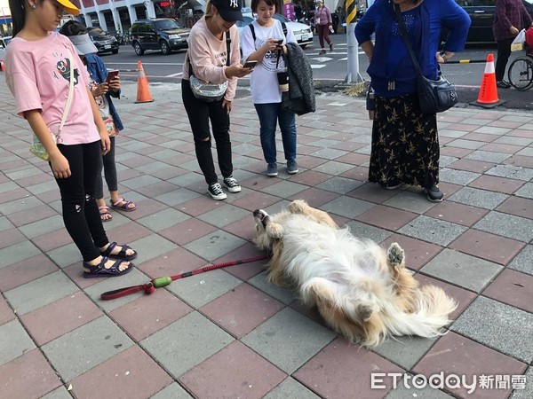 ▲買雞蛋糕沒跟到，米果倒地板抗議。（圖／有點毛毛的／粉專「小眼妮妮與破壞王米果」提供）