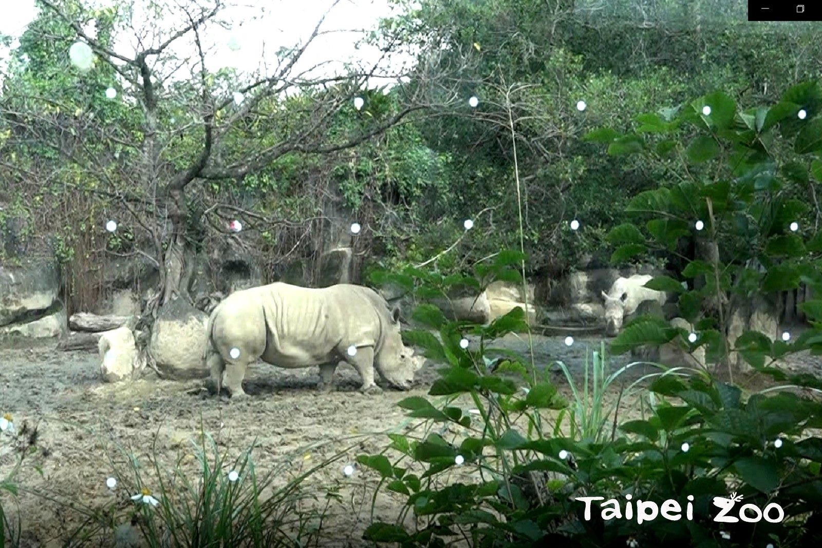 動物園友善鳥類玻璃。（圖／台北市立動物園提供）