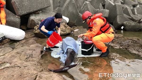 ▲獨家直擊／萬里驚見「條紋海豚」擱淺礁岩　動保處即刻救援脫困。（圖／記者郭世賢攝）