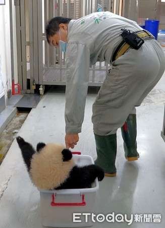 ▲▼大貓熊館新「特產」 「冬筍御飯糰」出沒。（圖／台北市立動物園提供）