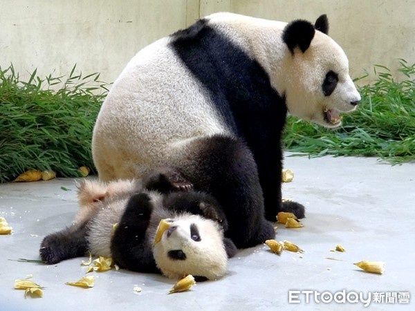 ▲▼大貓熊館新「特產」 「冬筍御飯糰」出沒。（圖／台北市立動物園提供）