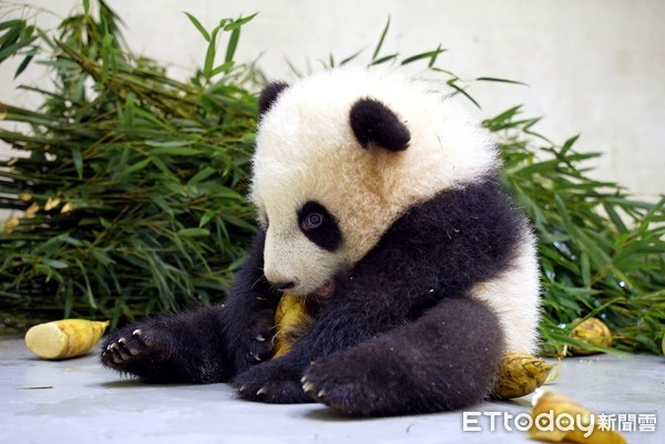 ▲▼大貓熊館新「特產」 「冬筍御飯糰」出沒。（圖／台北市立動物園提供）