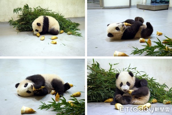 ▲▼大貓熊館新「特產」 「冬筍御飯糰」出沒。（圖／台北市立動物園提供）