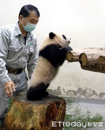 貓熊圓寶將亮相。（圖／台北市立動物園提供）