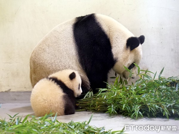 貓熊圓寶將亮相。（圖／台北市立動物園提供）