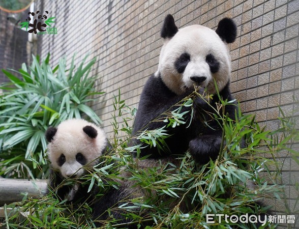 貓熊圓寶將亮相。（圖／台北市立動物園提供）