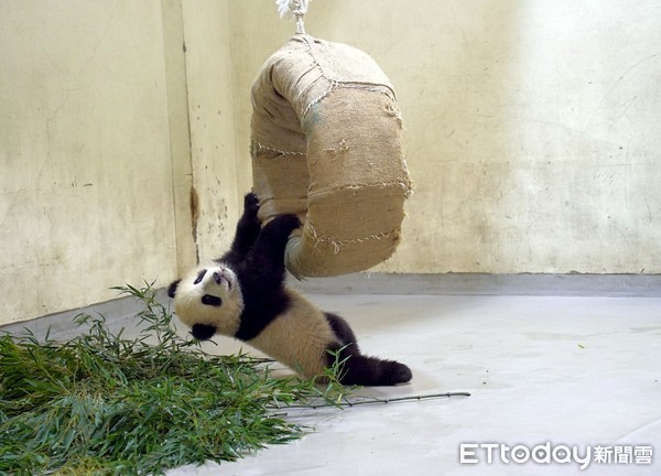 貓熊圓寶將亮相。（圖／台北市立動物園提供）