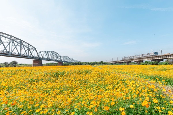 ▲▼ 高屏舊鐵橋波斯菊花海。（圖／翻攝自潘孟安粉專）