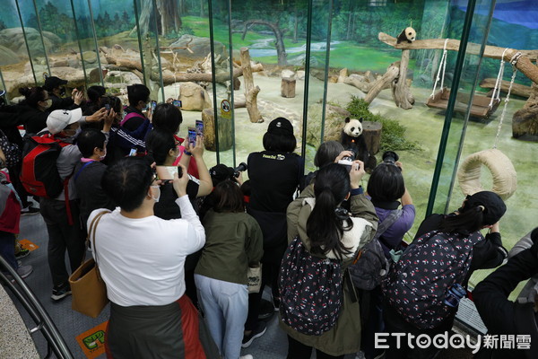 ▲▼台北市立動物園今年初生的大貓熊圓寶，在經過180天園方的細心照料後，今天(12/28)正式對外展示給民眾參觀。由於元寶年紀尚小，開放初期都是與嬤嬤圓圓一同。大貓熊館開館時間一到，立馬湧入大批想先睹為快的民眾。（圖／記者湯興漢攝）