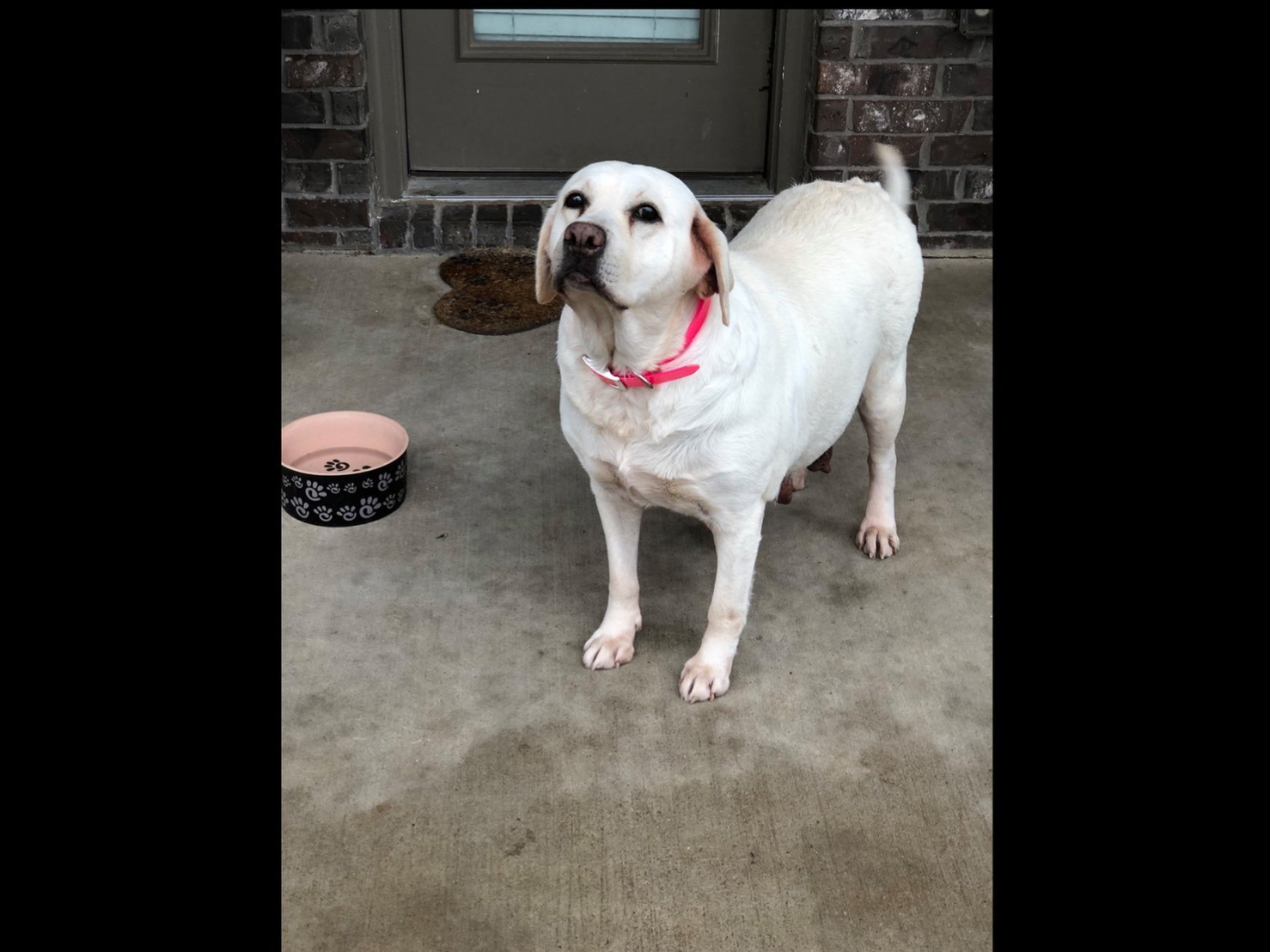 ▲Autumn Dove在生完幼犬後，不幸離世。（圖／翻攝自臉書／Lone Star Dog Ranch & Dog Ranch Rescue）