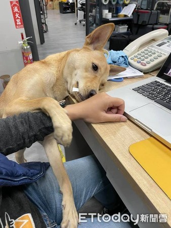 ▲萌犬咬垃圾換零食！趴桌「強迫人讚美」　網求情：快給牠吃的。（圖／粉專「我是店長優莉醬」提供）