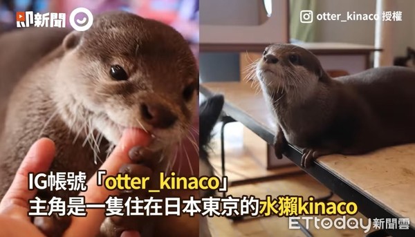 ▲▼水獺。（圖／即新聞／IG@otter_kinaco授權提供）