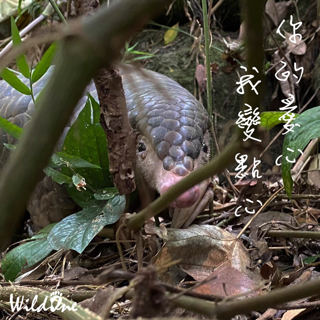 ▲▼穿山甲、山羌被流浪狗圍攻。（圖／野灣野生動物保育協會提供）