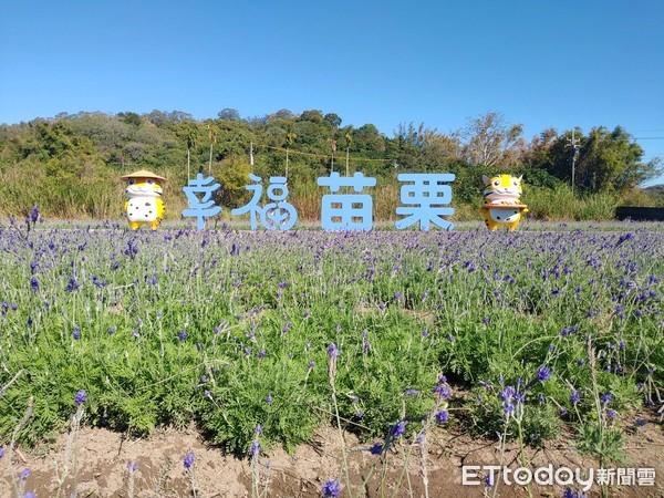 ▲▼苗栗薰衣草花海。（圖／苗栗縣政府農業處提供）