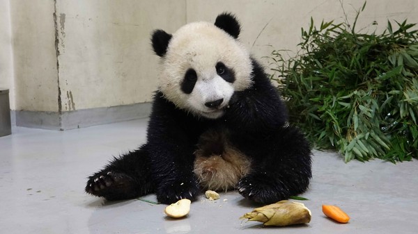 ▲▼ 大貓熊「圓寶」變美食家，對食材喜好自有定見。（圖／臺北市立動物園提供）