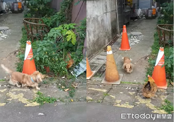 ▲▼原來雞這麼可怕…… 。（圖／網友賴哲倫）