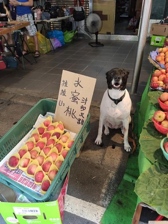 ▲天氣太熱！水果攤老闆賣到「臉臭灰搭」　厭世趴地：快來買喔...。（圖／有點毛毛的／網友桔梗花提供）