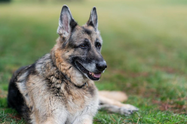 ▲▼拜登愛犬冠軍（Champ）過世。（圖／翻攝自instagram／potus）