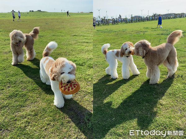 ▲▼巨貴（圖／飼主黃靜瑩授權）