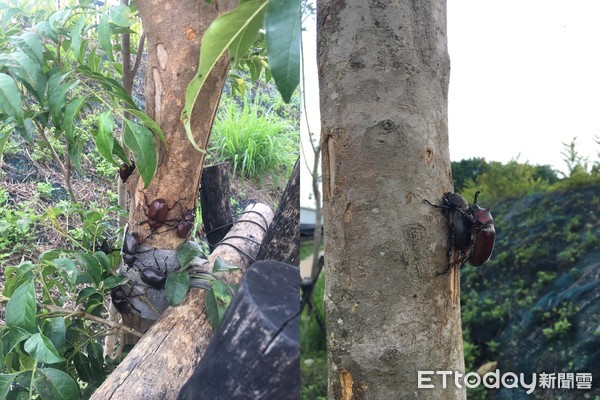 ▲繁殖季來臨！台中數隻獨角仙「群聚樹上」　交配畫面曝光。（圖／記者吳杰澄攝）