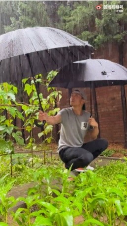 ▲謝霆鋒暴雨出門「幫菜園撐傘」　貼心舉動網看傻：菜照顧得比兒子好。（圖／翻攝自微博／鋒味）