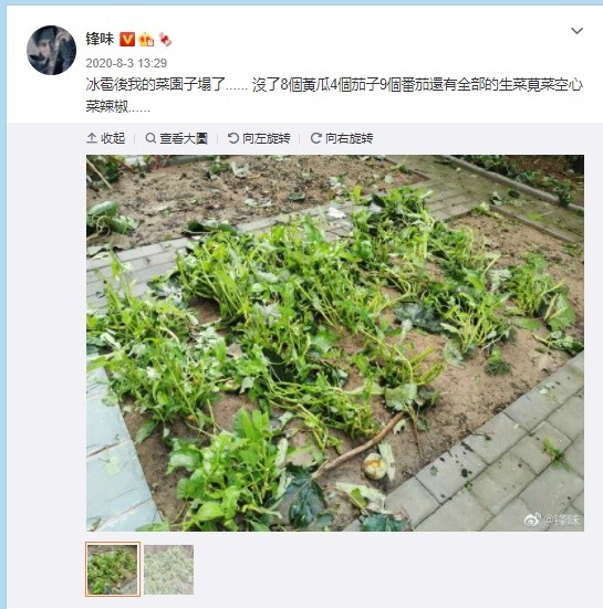 ▲謝霆鋒暴雨出門「幫菜園撐傘」　貼心舉動網看傻：菜照顧得比兒子好。（圖／翻攝自微博／鋒味）