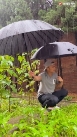 ▲謝霆鋒暴雨出門「幫菜園撐傘」　貼心舉動網看傻：菜照顧得比兒子好。（圖／翻攝自微博／鋒味）