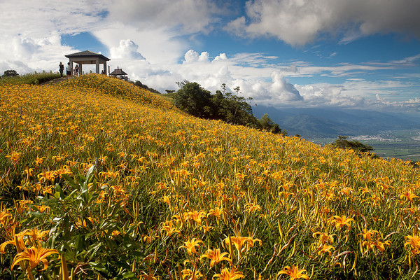 ▲花蓮六十石山金針花現正盛開中。（圖／可樂旅遊提供）